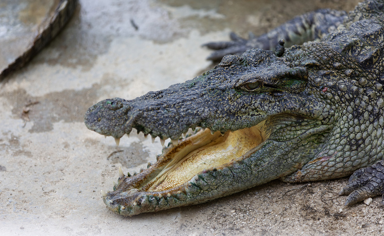 熱川バナナワニ園