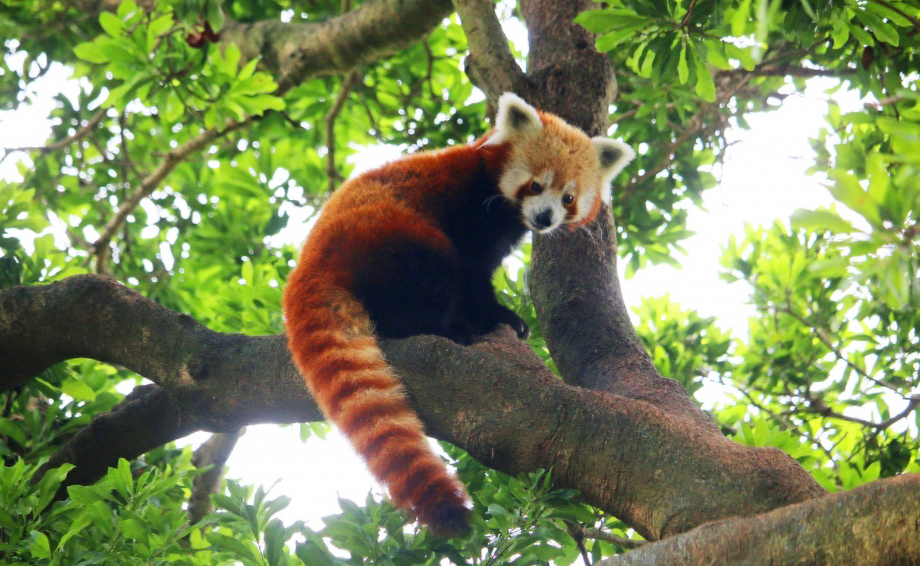 熱川バナナワニ園