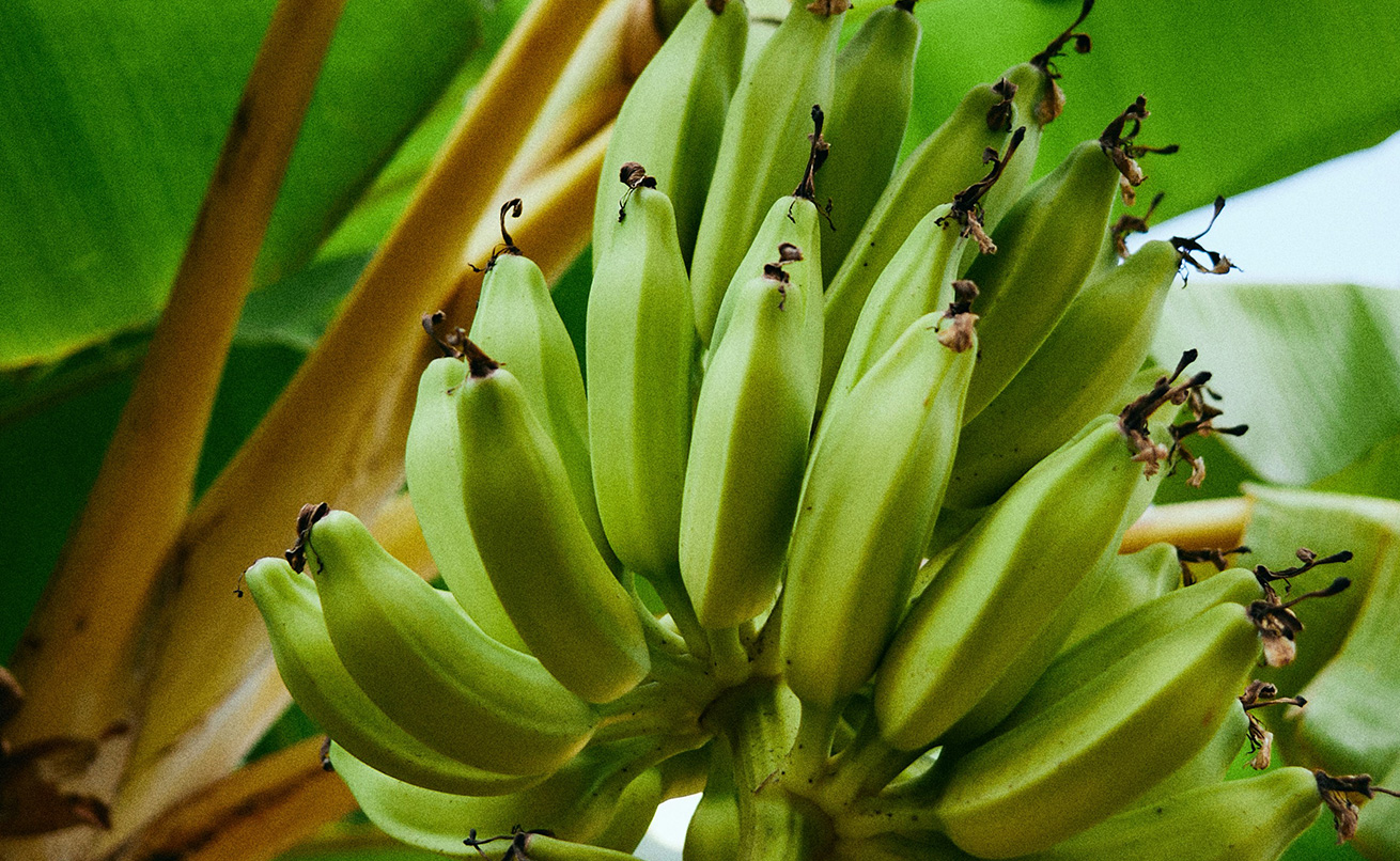 熱川バナナワニ園
