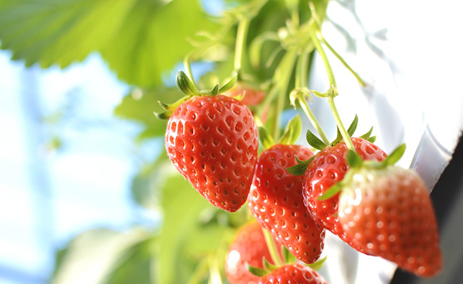 ストロベリーファーム太田農園