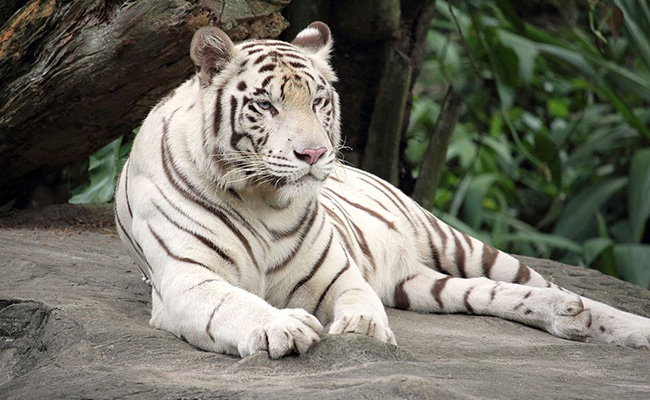 伊豆アニマルキングダム