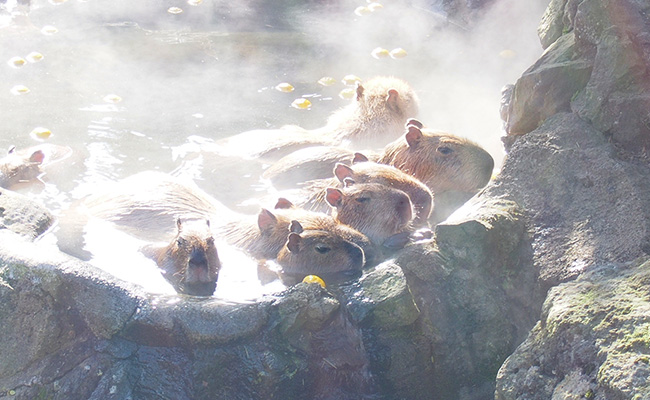 伊豆シャボテン公園