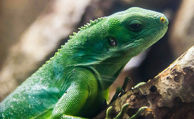 体験型動物園iZoo【イズー】
