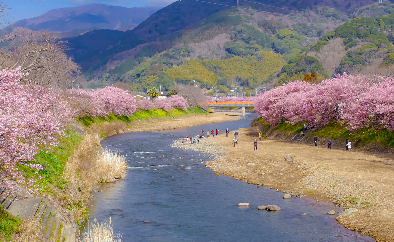 河津桜