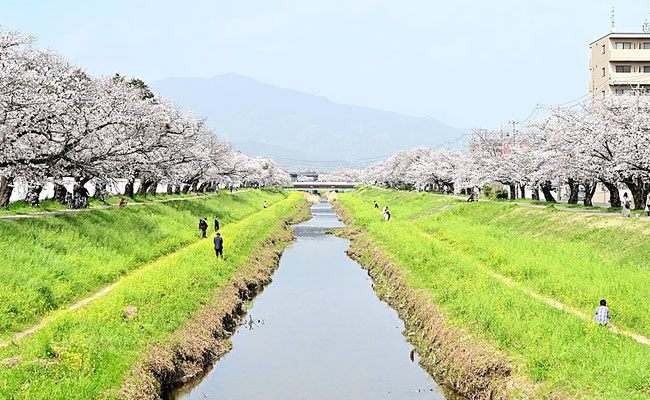 佐奈川の桜と菜の花