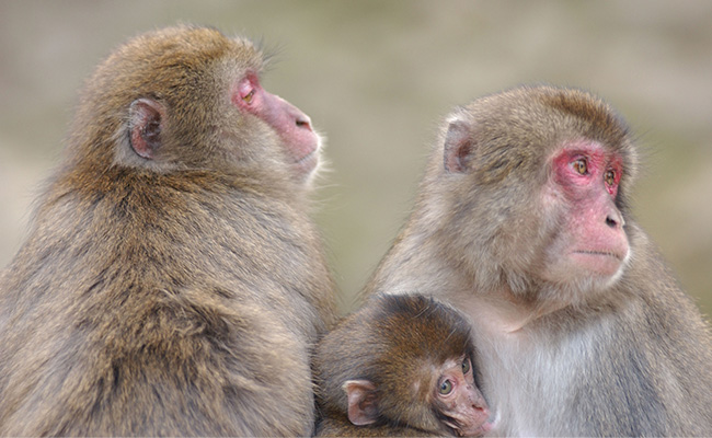 高崎山自然動物園