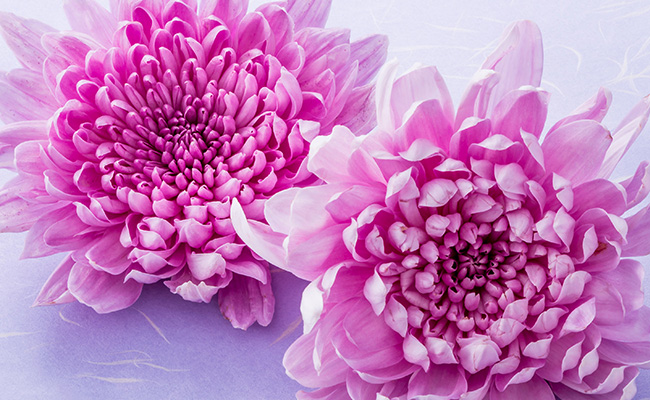 法要トップイメージ