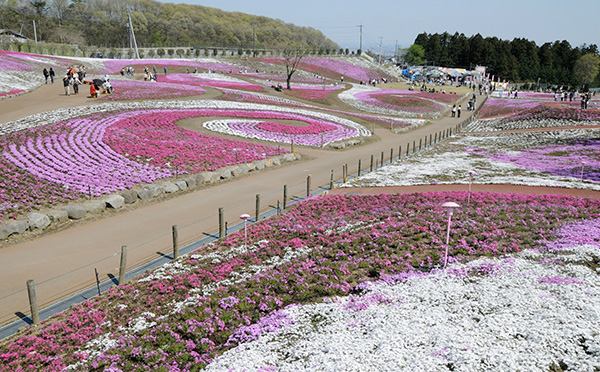 みさと芝桜公園